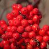 sitka-mountain-ash-berries