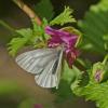 veined-white-butterfly-on-salmon-berry-blossom