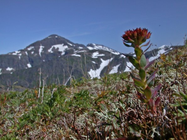 roseroot-on-juneau-ridge