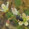 fly-on-spotted-saxifrage