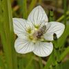 northern-grass-of-parnassus-with-insect