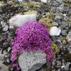 purple-mountain-saxifrage-2