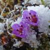 purple-mountain-saxifrage-on-may-19-at-1800-foot-elevation