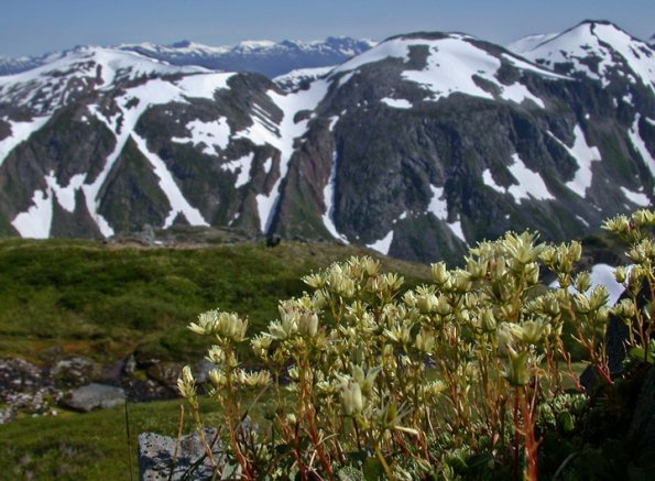 spotted-saxifrage-and-mountains