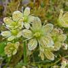 spotted-saxifrage