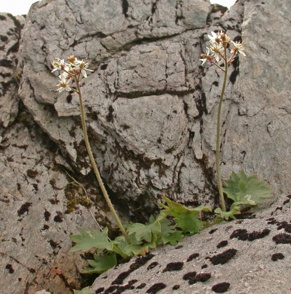 saxifrage-on-mt-gastineau
