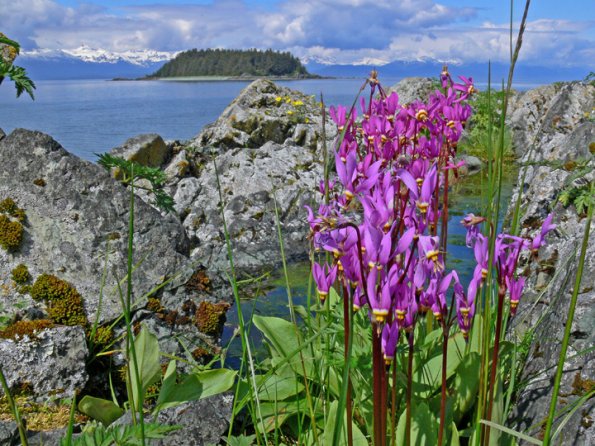 shooting-stars-on-island-near-juneau