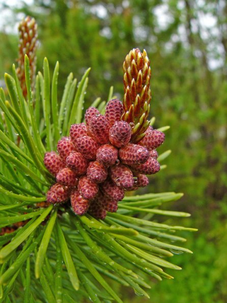 shore-pine-male-cones