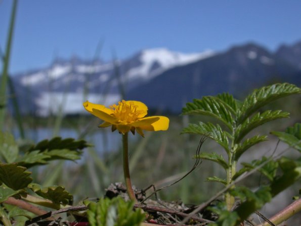 silverweed-blossom-and-leaf