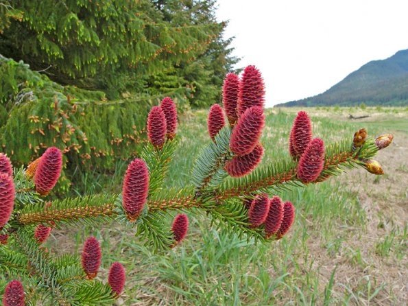sitka-spruce-cones-female