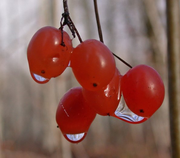 soap-berry-with-water-droplets-haines