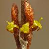 soapberry-female-flowers-gustavus