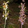 spotted-coral-root-orchids-compared