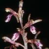spotted-coralroot-orchid