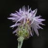 spotted-knapweed