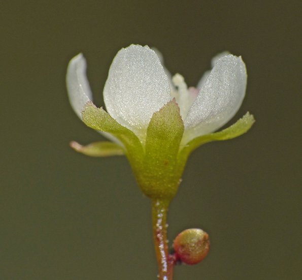 round-leaf-sundew-flower