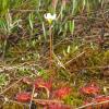 round-leaf-sundew-in-flower