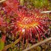 sundew-family-droseraceae