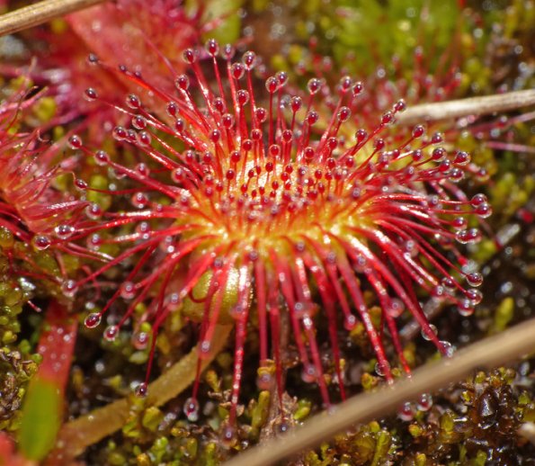 round-leaf-sundew-leaf