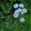 Arctic-Sweet-Coltsfoot-Petasites-frigidus-