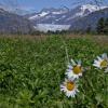 arctic-daisy-mendenhall-wetlands-juneau