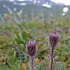 erigeron-on-gold-ridge-juneau
