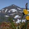 fleabane-on-juneau-ridge