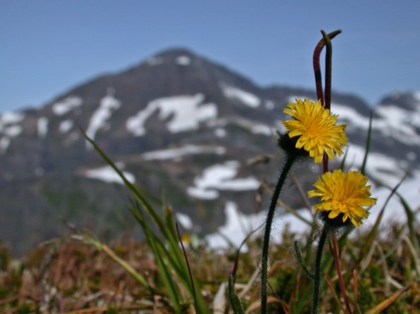 fleabane-on-juneau-ridge