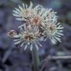 sunflower-family-arctic-sweet-coltsfoot-flowers-petasites-frigidus-modified