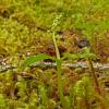 twayblade-orchid-glacier-bay-n.p.
