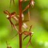 twayblade-orchid