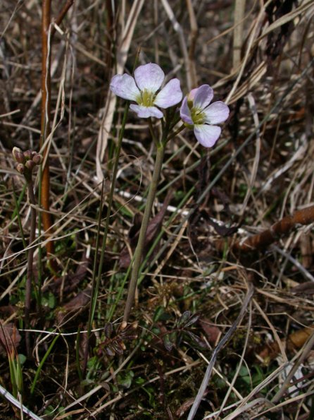 unknown-mustard-on-may-8-juneau