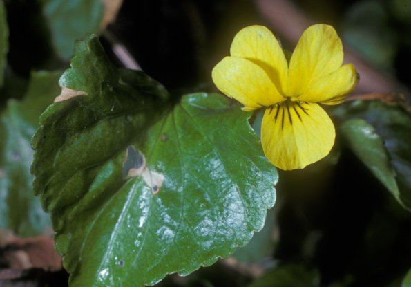 violaceae-violet-family-juneau