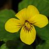 yellow-violet-with-insect