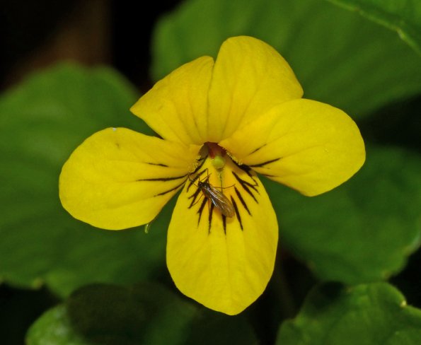 yellow-violet-with-insect