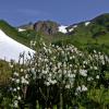 white-mountain-heather-cassiope-mertensiana-juneau