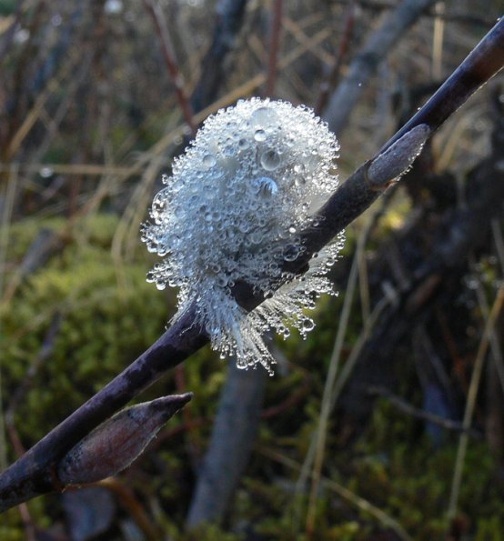 willow-catkin-with-water-droplets-juneau