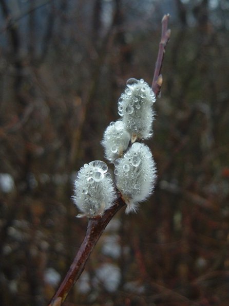 willow-catkins-with-rain