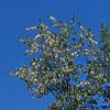 black-cottonwood-with-seeds