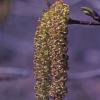 salicaceae-willow-family-black-cottonwood-populus-balsamifera-fairbanks