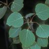 salicaceae-willow-family-quaking-aspen-populus-tremuloides-fairbanks