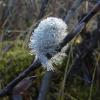 willow-catkin-with-water-droplets-juneau