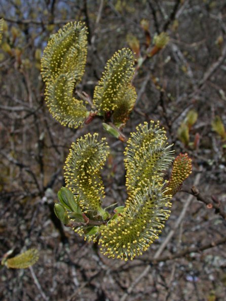 willow-catkins-with-pollen