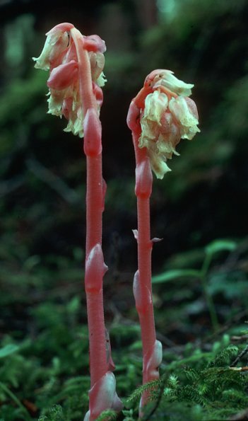 pinesap-hypopitys-monotropa-