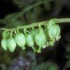 pyrolaceae-wintergreen-family-one-sided-wintergreen-pyrola-secunda-juneau