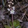 pyrolaceae-wintergreen-family-pyrola-sp