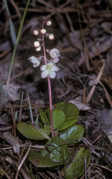 pyrolaceae-wintergreen-family-pyrola-sp
