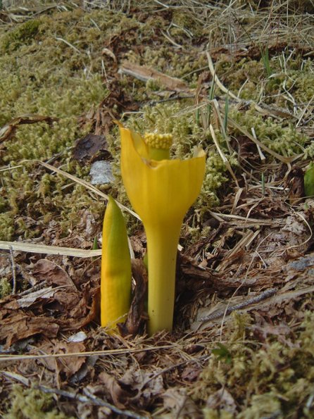 yellow-skunk-cabbage-nipped-by-deer