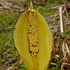 yellow-skunk-cabbage-with-beetles