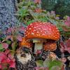 amanita-and-fall-color